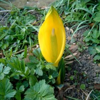 American Skunk Cabbage